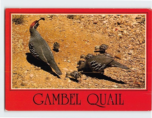 Postcard arizona gambel - postcard, arizona's