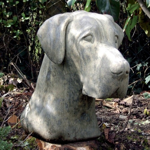 Great dane head - dane, bust
