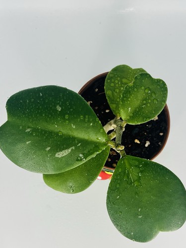 Large hoya kerri - kerri, sweetheart