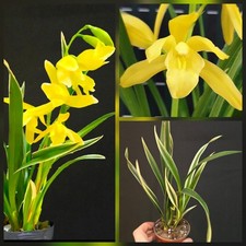 Rare Cymbidium Golden Elf Variegated. 1 New Groth. Fragrant Flowers. Compact 