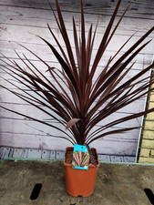 Cordyline 'Red Star' 4.5L Pot