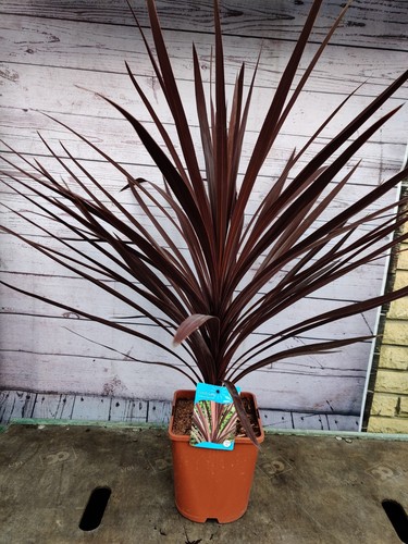 Cordyline red star - star', 4.5l