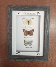 Taxidermy Real Framed British