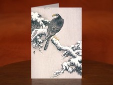 Goshawk on Snow-covered Pine