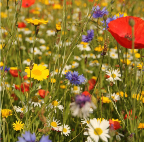 Wild flower meadow - flower,