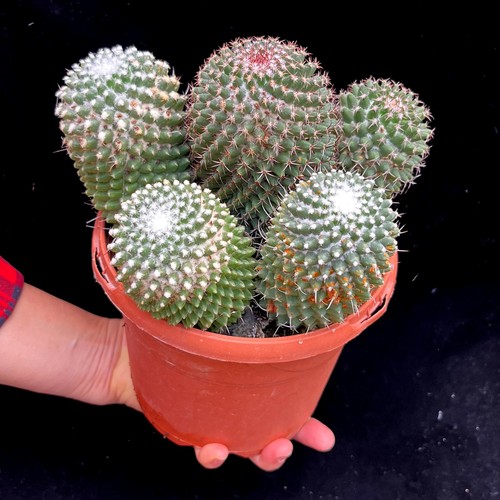 Huge specimen mammillaria - huge!,