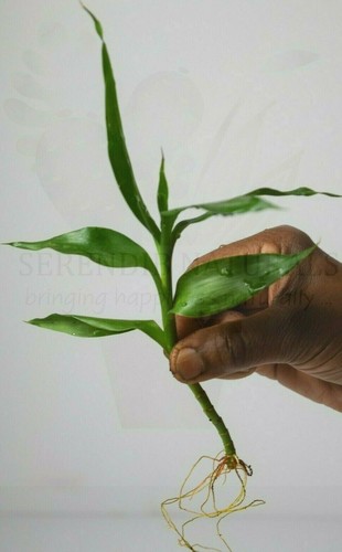 Dracaena sanderiana lucky - dracaena,