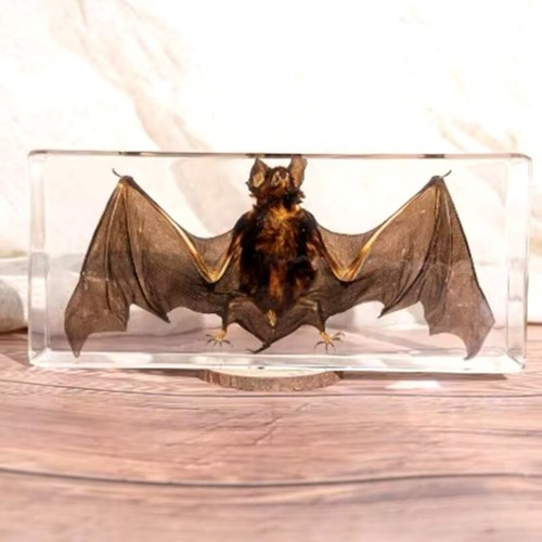 Flying mouse specimen - mouse,