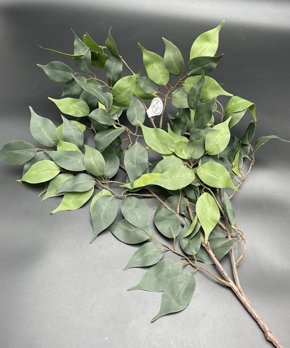 Ficus branch floral stem - ficus,