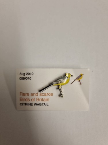 Rare scarce birds of - birds, britain