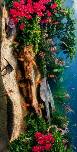 Fish tank background picture - fish,