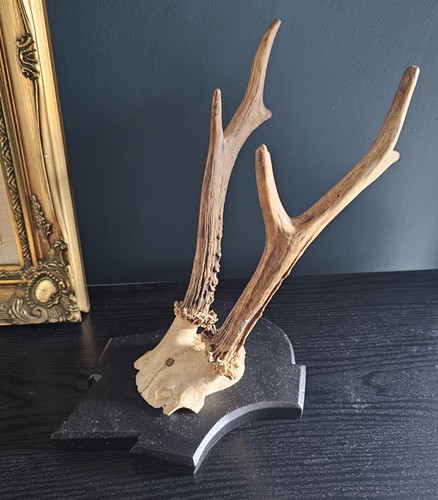 Vintage mounted roe - vintage,