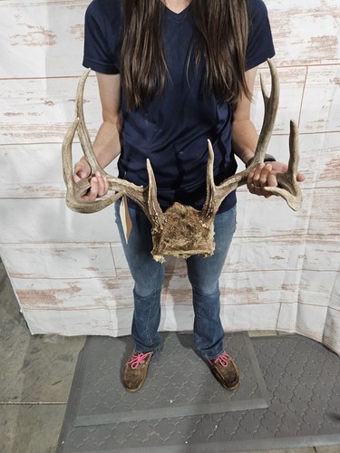 Wild point whitetail deer - wild,