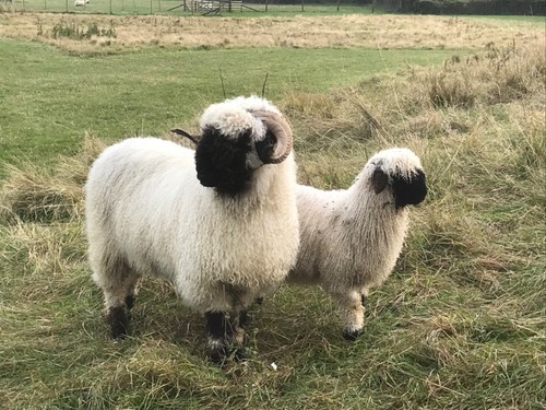 Raw unwashed rare valais - rare,