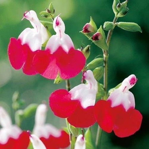 Salvia hot lips perennial - salvia, lips'