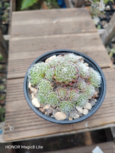 Mammillaria decisions cactus - mammillaria,