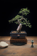 #721 S shape Chinese elm