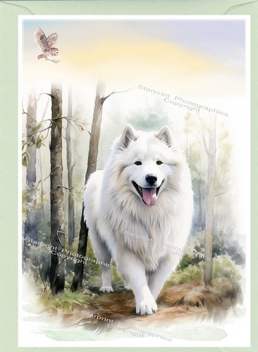 Samoyed dog greetings - samoyed, card