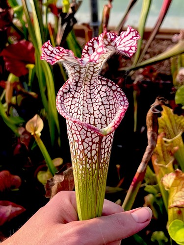 Sarracenia leucophylla - sarracenia,