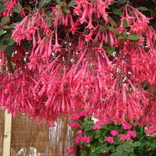 6  Trailing Fuchsia Eruption
