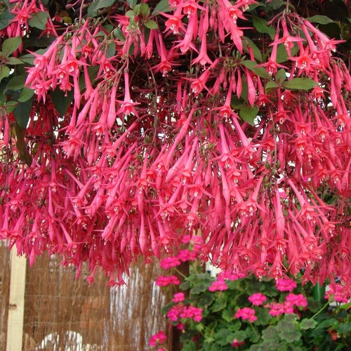 Trailing fuchsia eruption - ,