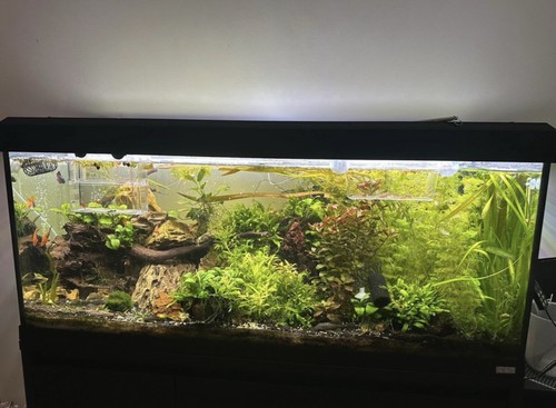 Fluval roma 240 - fluval, cabinet