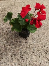 Geranium Zonal Dark Red -