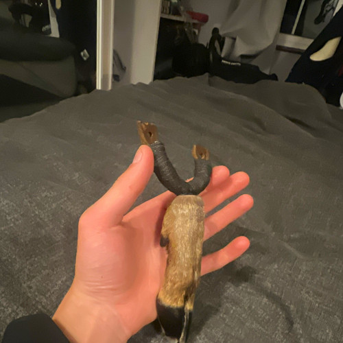 Taxidermy hoofed mammal leg - hoofed,