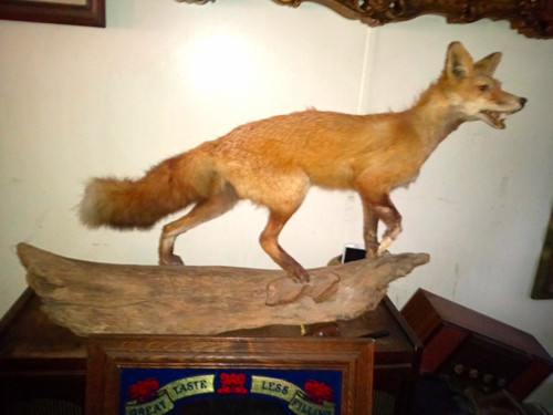Taxidermy fox full body - taxidermy,