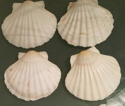 Large natural scallop - natural,