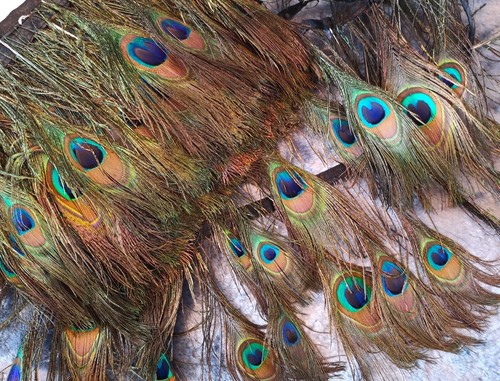 Remnant clearance peacock - remnant,