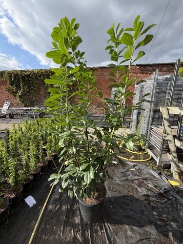 Cherry laurel 8ft instant - 4x,