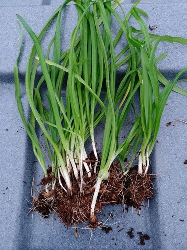 Three cornered leek plants - 20,