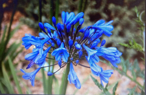 Agapanthus tom thumb dwarf - agapanthus,