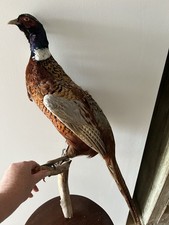 Ring Necked pheasant on Mount