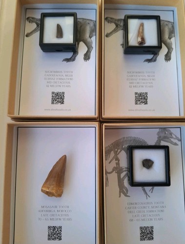 Boxed mosasaur tooth and - boxed,