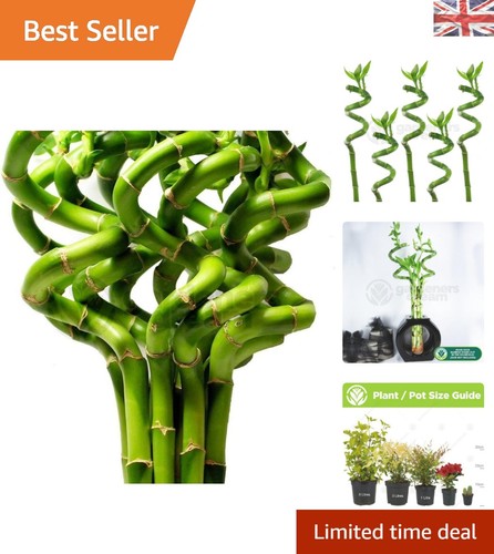 Auspicious pack lucky bamboo - pack,