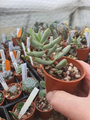 Crassula nudicailis var