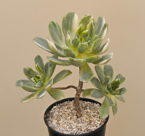 Aeonium castello paivae - aeonium, castello-paivae