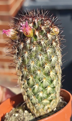 Mammillaria microhelia - mammillaria,