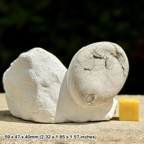 Fossil sea urchin conulus - fossil,