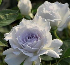 ROSE LUCIFER   BARE ROOT