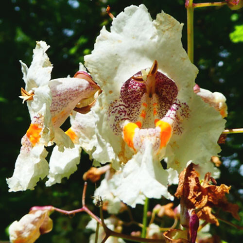 Catalpa bignonioides 25 - bignonioides,