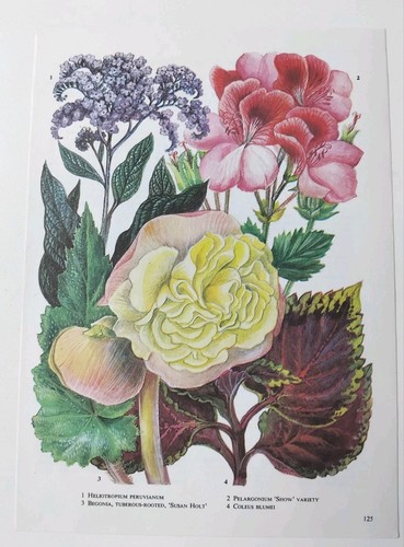 Pink purple geranium begonia - pink,