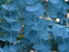 Eucalyptus Silverana Evergreen Tree 6ft Supplied in a 12L Pot by Directplants