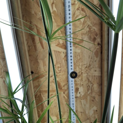 Cyperus alternifolius plant - cyperus,