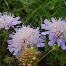 SCABIOUS FIELD HERB KNAUTIA ARVENSIS WILD FLOWER NATURAL SEED 1 GRAM 130 SEEDS