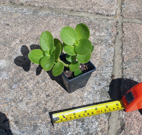 Crassula multicava fairy - crassula, multicava.