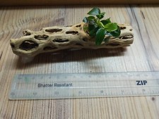 Anubias Nana Petite on Cholla