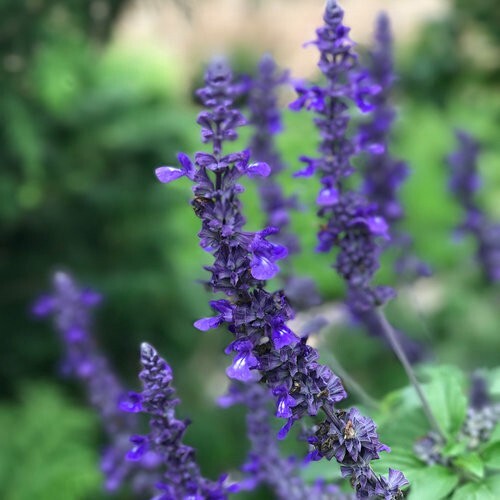 Playin the blues salvia - the,